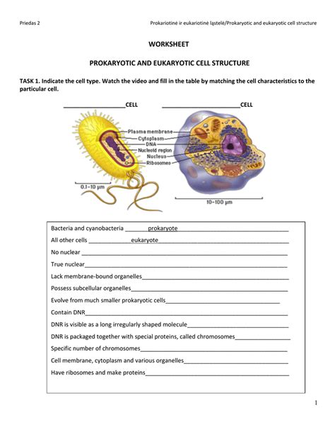 prokaryotes and eukaryotes worksheet pdf